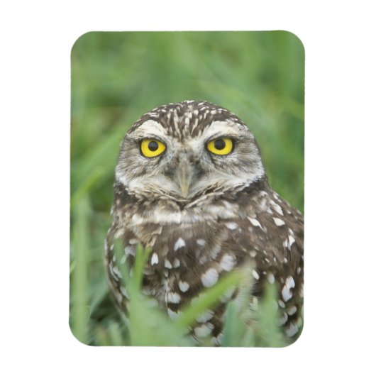 USA, Florida, Cape Coral, Burrowing Owl (Athene) Magneet (Verticaal)