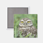USA, Florida, Cape Coral, Burrowing Owl (Athene) Magneet (Voorkant / Achterkant)