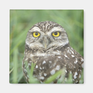 USA, Florida, Cape Coral, Burrowing Owl (Athene) Magneet
