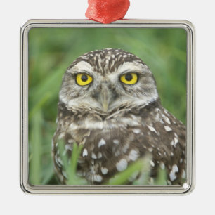 USA, Florida, Cape Coral, Burrowing Owl (Athene) Metalen Ornament