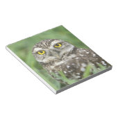 USA, Florida, Cape Coral, Burrowing Owl (Athene) Notitieblok (Schuin)