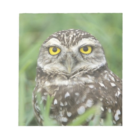 USA, Florida, Cape Coral, Burrowing Owl (Athene) Notitieblok (Voorkant)