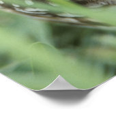 USA, Florida, Cape Coral, Burrowing Owl (Athene) Poster (Hoek)