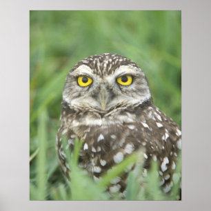USA, Florida, Cape Coral, Burrowing Owl (Athene) Poster