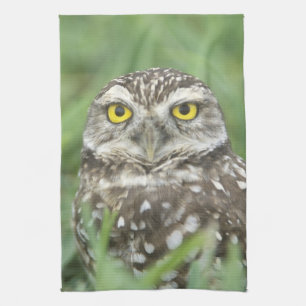 USA, Florida, Cape Coral, Burrowing Owl (Athene) Theedoek