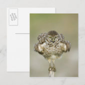 USA, Florida, Cape Coral, Close of burrowing Briefkaart (Voorkant / Achterkant)