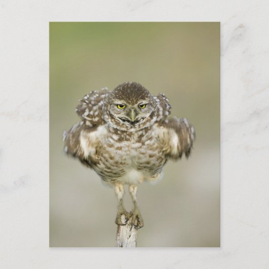 USA, Florida, Cape Coral, Close of burrowing Briefkaart (Voorkant)