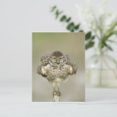 USA, Florida, Cape Coral, Close of burrowing Briefkaart (Staand voorkant)