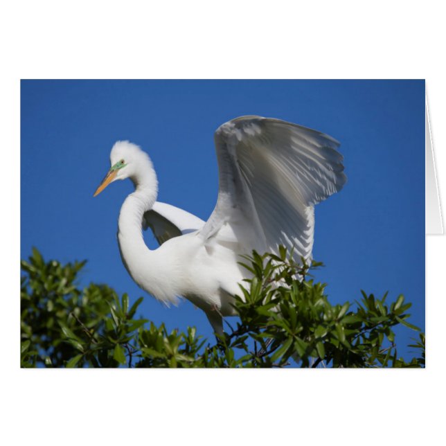 USA, Florida, St. Augustine, Egret (Voorkant Horizontaal)