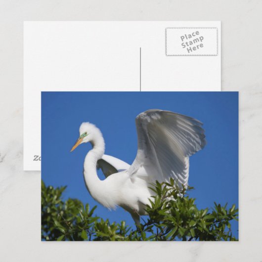 USA, Florida, St. Augustine, Egret Briefkaart (Voorkant / Achterkant)