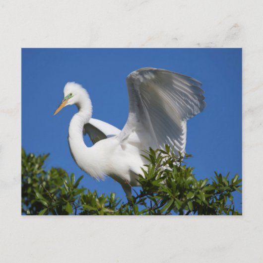 USA, Florida, St. Augustine, Egret Briefkaart (Voorkant)