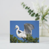 USA, Florida, St. Augustine, Egret Briefkaart (Staand voorkant)