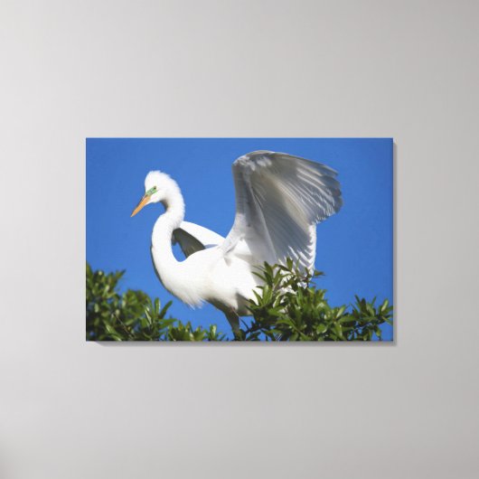 USA, Florida, St. Augustine, Egret Canvas Afdruk (Voorkant)
