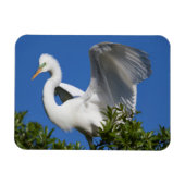 USA, Florida, St. Augustine, Egret Magneet (Horizontaal)