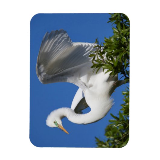 USA, Florida, St. Augustine, Egret Magneet (Verticaal)