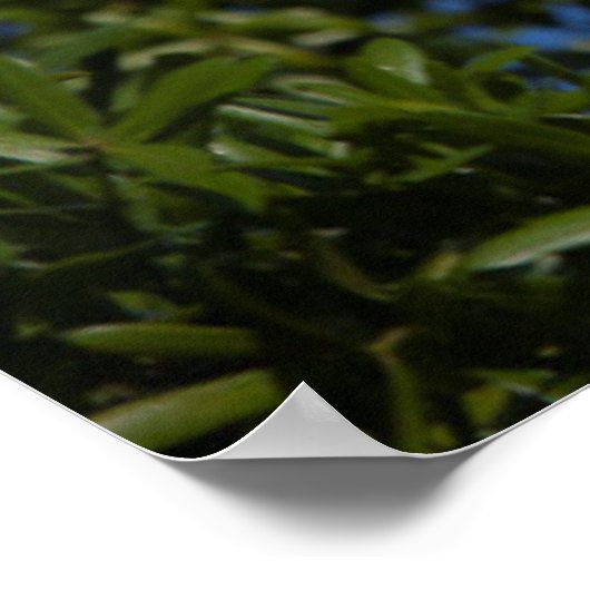 USA, Florida, St. Augustine, Egret Poster (Hoek)