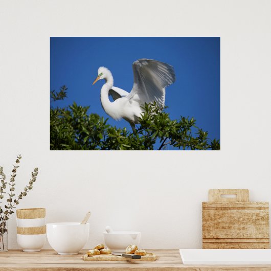 USA, Florida, St. Augustine, Egret Poster (Keuken)