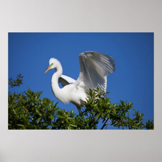 USA, Florida, St. Augustine, Egret Poster (Voorkant)