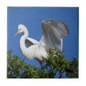 USA, Florida, St. Augustine, Egret Tegeltje (Voorkant)