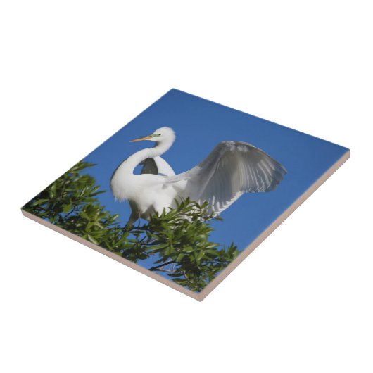 USA, Florida, St. Augustine, Egret Tegeltje (Zijkant)