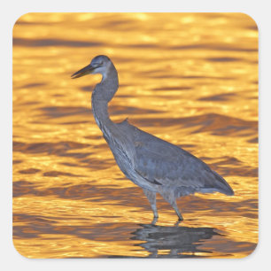 USA, Florida, St. Petersburg, Fort de Soto Park. Vierkante Sticker