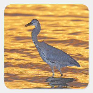 USA, Florida, St. Petersburg, Fort de Soto Park. Vierkante Sticker