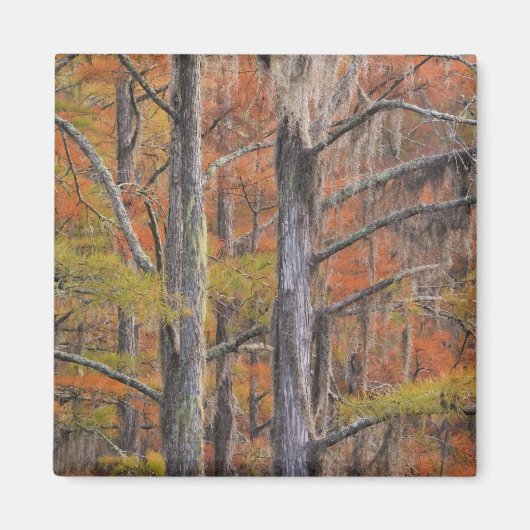 USA, Georgia, George Smith State Park, Cypress Magneet (Voorkant)