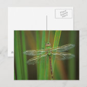 USA, Georgia. Green darner draairy on reeds Briefkaart (Voorkant / Achterkant)