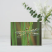 USA, Georgia. Green darner draairy on reeds Briefkaart (Staand voorkant)