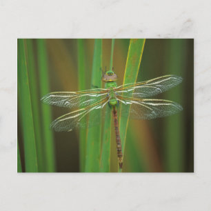 USA, Georgia. Green darner draairy on reeds Briefkaart
