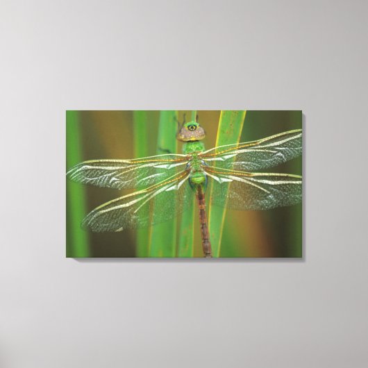 USA, Georgia. Green darner draairy on reeds Canvas Afdruk (Voorkant)