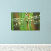 USA, Georgia. Green darner draairy on reeds Canvas Afdruk (Insitu (Houten vloer))