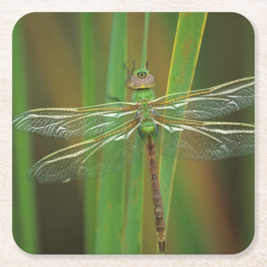USA, Georgia. Green darner draairy on reeds Kartonnen Onderzetters (Voorkant)