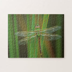 USA, Georgia. Green darner draairy on reeds Legpuzzel