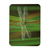 USA, Georgia. Green darner draairy on reeds Magneet (Verticaal)
