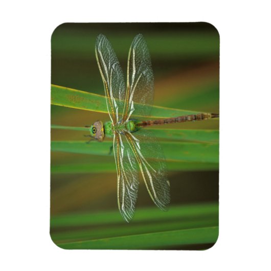 USA, Georgia. Green darner draairy on reeds Magneet (Verticaal)