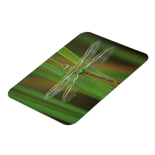 USA, Georgia. Green darner draairy on reeds Magneet (Linkerzijde)