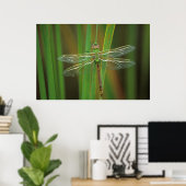 USA, Georgia. Green darner draairy on reeds Poster (Thuiskantoor)