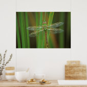 USA, Georgia. Green darner draairy on reeds Poster (Keuken)