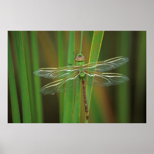 USA, Georgia. Green darner draairy on reeds Poster (Voorkant)