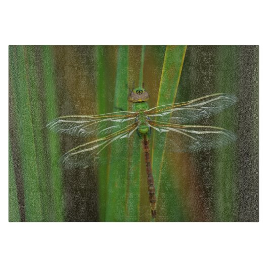 USA, Georgia. Green darner draairy on reeds Snijplank (Voorkant)