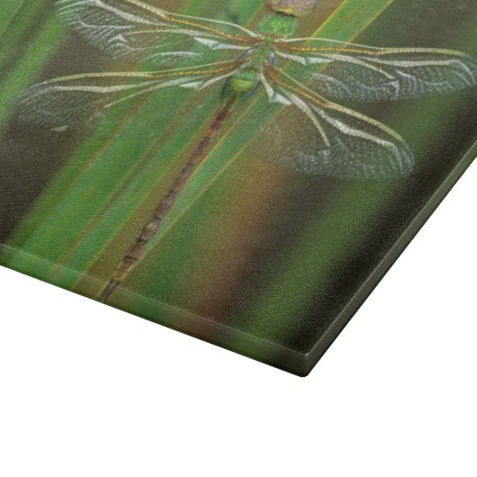 USA, Georgia. Green darner draairy on reeds Snijplank (Hoek)