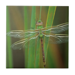 USA, Georgia. Green darner draairy on reeds Tegeltje