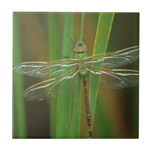 USA, Georgia. Green darner draairy on reeds Tegeltje (Voorkant)