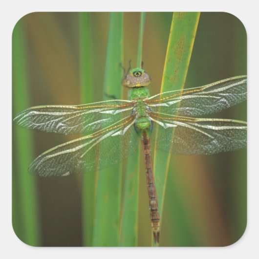 USA, Georgia. Green darner draairy on reeds Vierkante Sticker (Voorkant)
