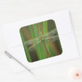 USA, Georgia. Green darner draairy on reeds Vierkante Sticker (Envelop)