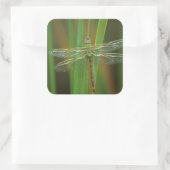 USA, Georgia. Green darner draairy on reeds Vierkante Sticker (Tas)