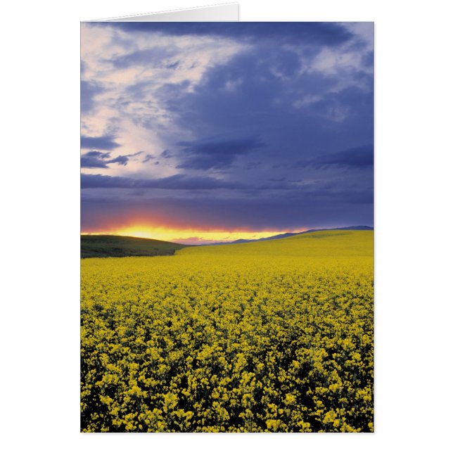 USA, Idaho, Swan Valley. Een woeste zonnebrand (Voorkant)