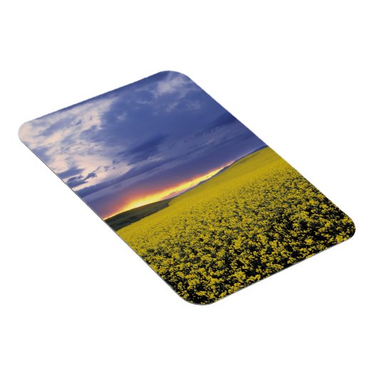 USA, Idaho, Swan Valley. Een woeste zonnebrand Magneet (Rechterzijde)