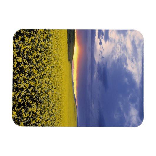 USA, Idaho, Swan Valley. Een woeste zonnebrand Magneet (Horizontaal)